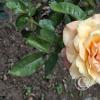 Jardín Botánico Martín Cárdenas (45)
