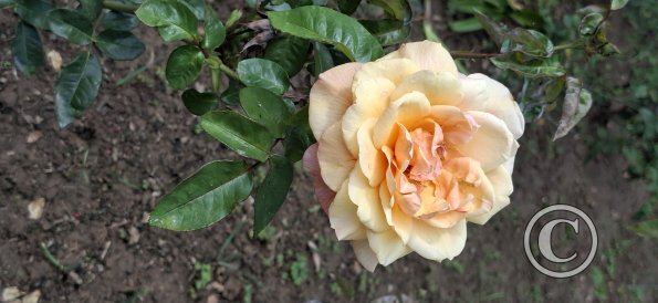 Jardín Botánico Martín Cárdenas (45)