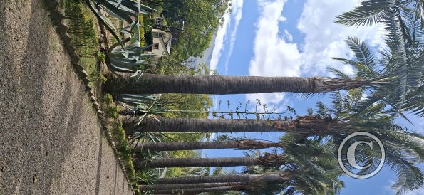 Jardín Botánico Martín Cárdenas (48)