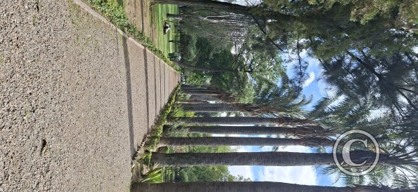 Jardín Botánico Martín Cárdenas (49)