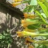 Jardín Botánico Martín Cárdenas (56)