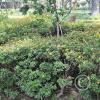 Jardín Botánico Martín Cárdenas (61)
