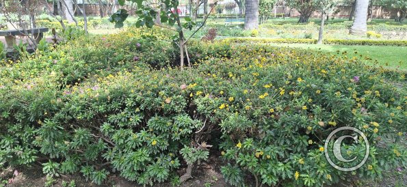 Jardín Botánico Martín Cárdenas (61)