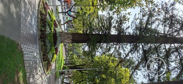 Paseo El Prado in Av Jose Ballivian (15)