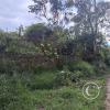 Parque La Pitita (4)