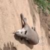 Wild animal refuge (16)