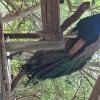 Wild animal refuge (17)