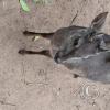 Wild animal refuge (18)