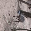 Wild animal refuge (19)
