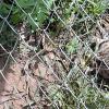 Wild animal refuge (2)