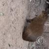 Wild animal refuge (21)