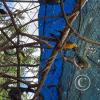 Wild animal refuge (23)