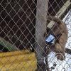 Wild animal refuge (24)