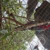 Wild animal refuge (28)
