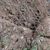 Wild animal refuge (29)