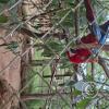 Wild animal refuge (30)
