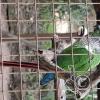Wild animal refuge (32)