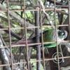 Wild animal refuge (34)
