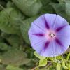 flower (2)
