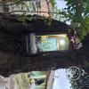 Tree with a Catholic statue in it