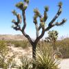 JoshuaTree
