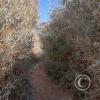 Rio Loa trail (2)