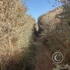 Rio Loa trail (3)