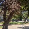 Plaza Yungay, at Libertad y Santo Domingo y Rosas