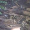 img00270_22321593115_o