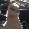 img00274_22133887668_o