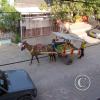 fruit-vendor-2-medium_18775462293_o