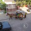 fruit-vendor-2_19209709549_o