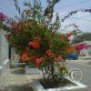 img-20150505-00004_18022610169_o