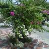 img-20150505-00007_18205181482_o