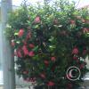img-20150505-00010_18022630019_o