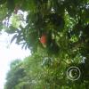 img-20150511-00001_18091656184_o