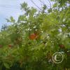 img-20150511-00004_18688015106_o
