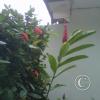 img-20150511-00005_18528107909_o