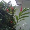 img-20150511-00006_18526529908_o