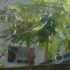 img-20150726-00049_21016206531_o