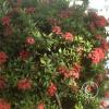 img00163_18773966814_o