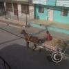 Horse drawn wagon