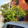 Street scene 5