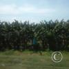 Exif_JPEG_420