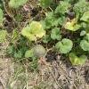 IMG-20220413-WA0013