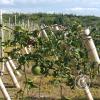 IMG-20220719-WA0006