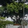 Neiva