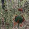 Path along Rio Ambato (11)