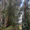 Path along Rio Ambato (8)