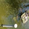 Parque Central pond with fish and turtles (2)